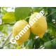 COM: Citrons / 1kg