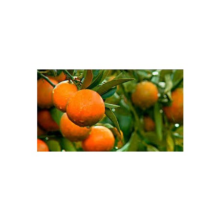 Clémentines / 1kg